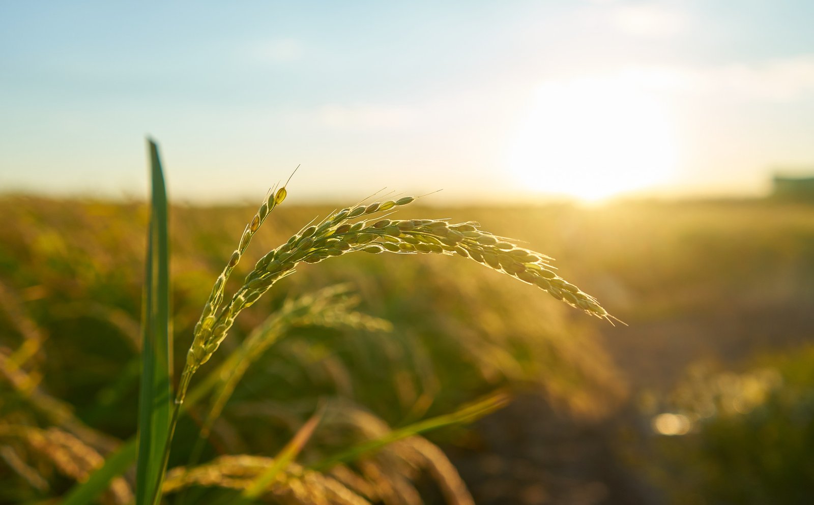 Terra Agroscience manufacturing infrastructure