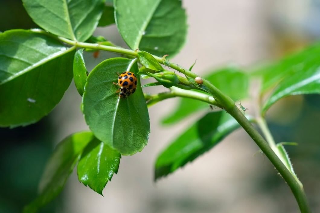 Insecticide product spray bottle for crop pest control